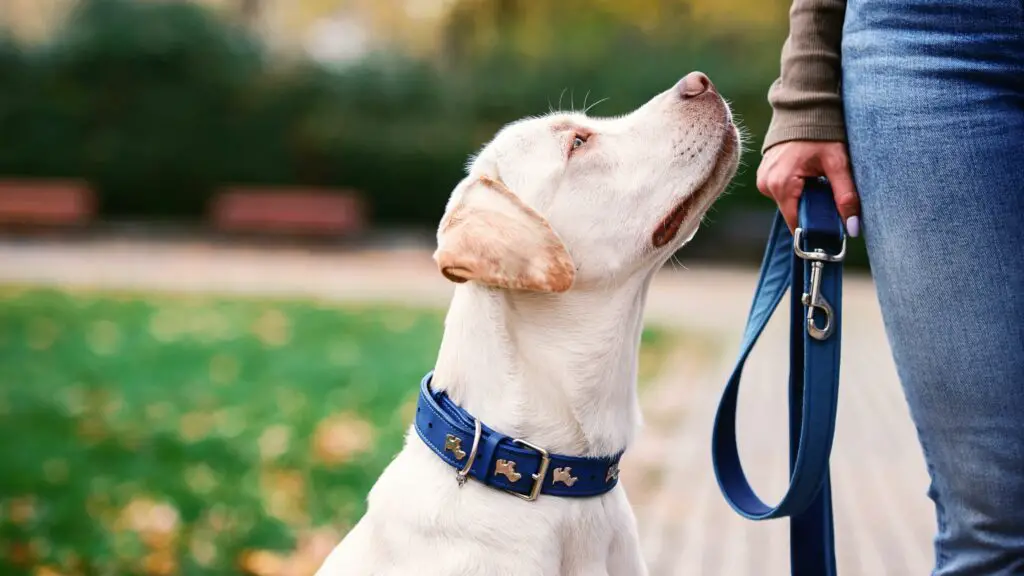 Dog Training Collars