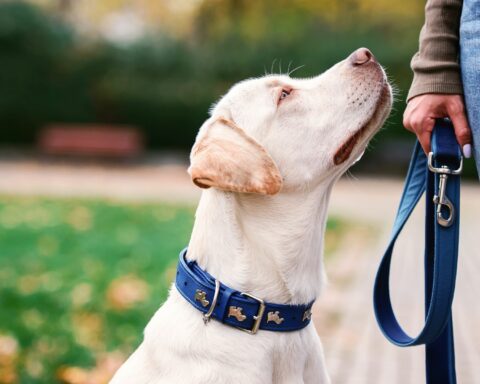 Dog Training Collars