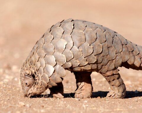 Pangolin