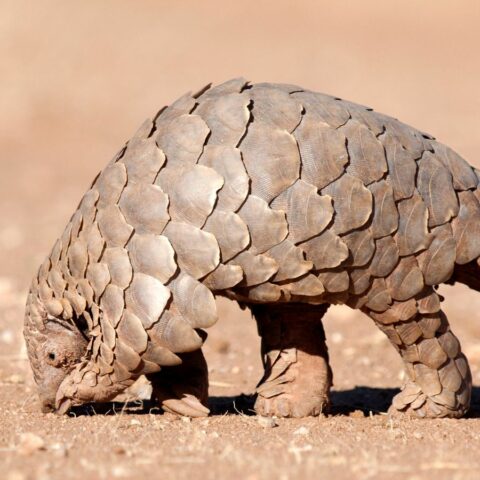 Pangolin