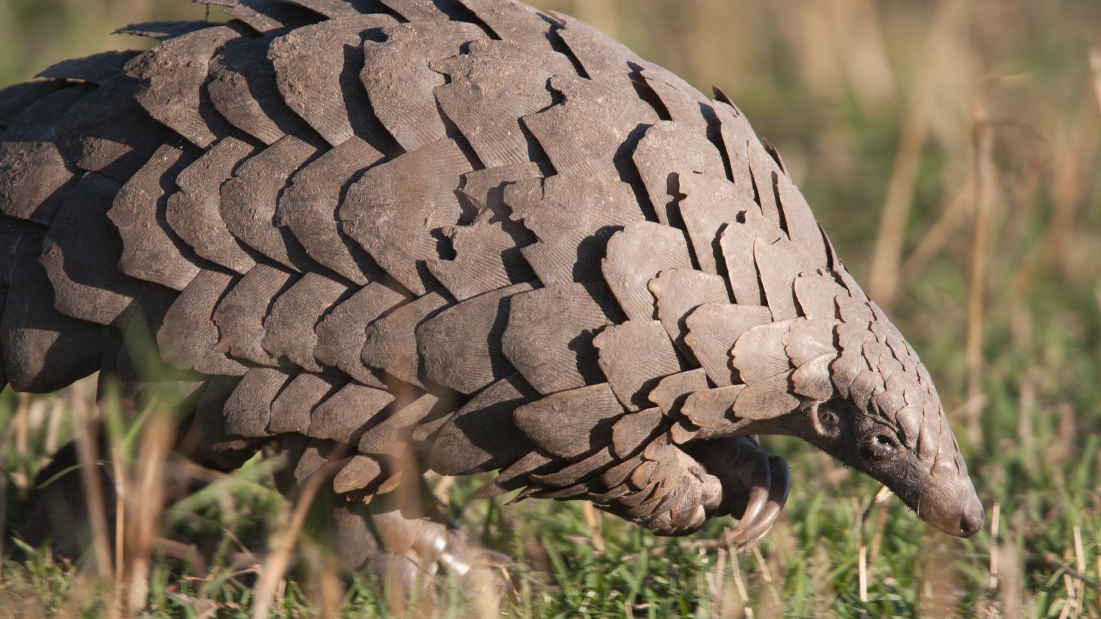 Pangolin scales