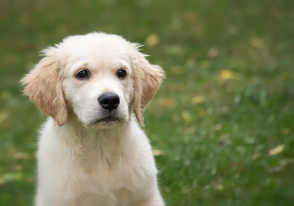 golden-retriever