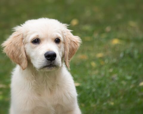 golden-retriever