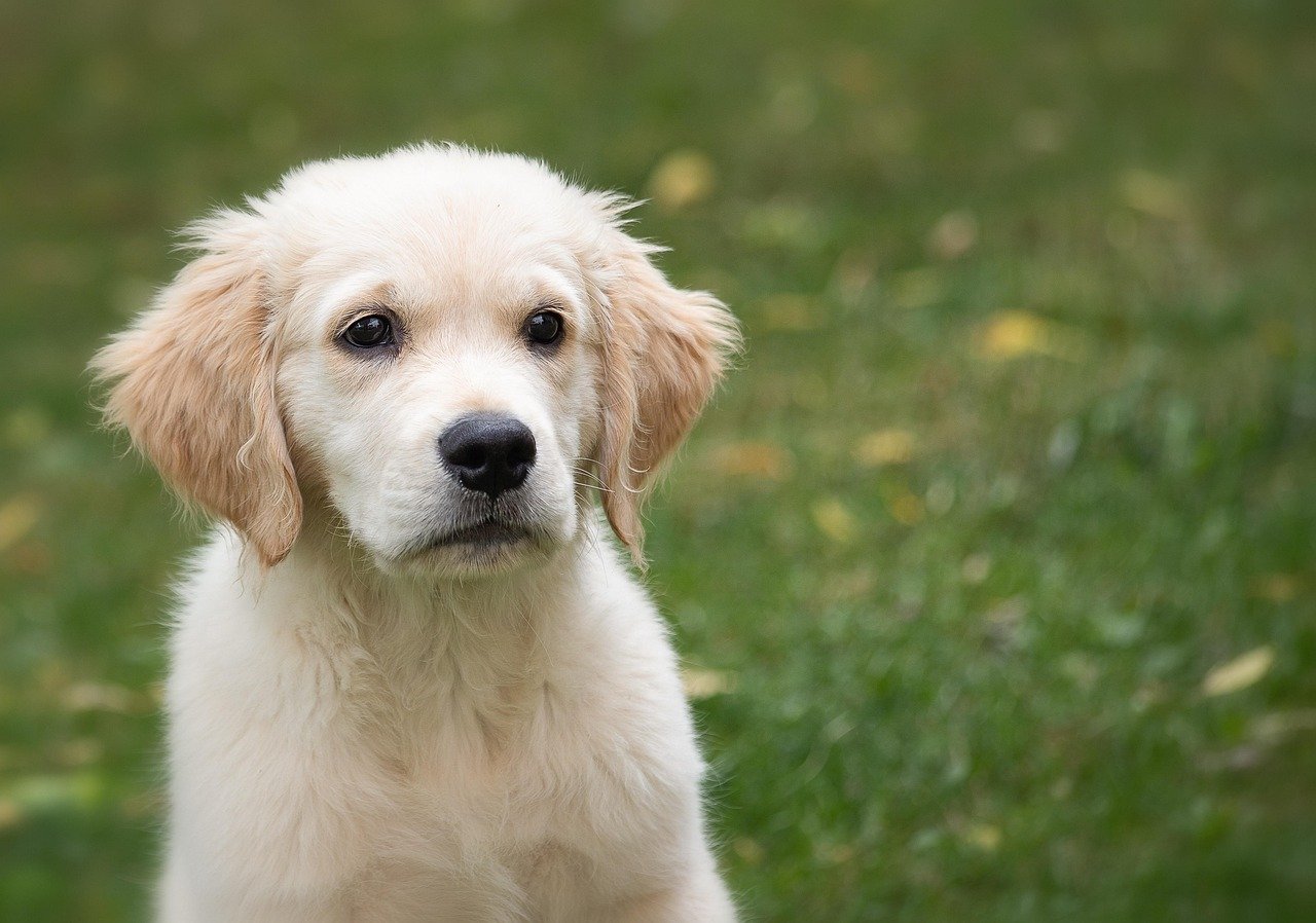 Finding the Right Puppy for Yourself: A Practical Guide to Follow