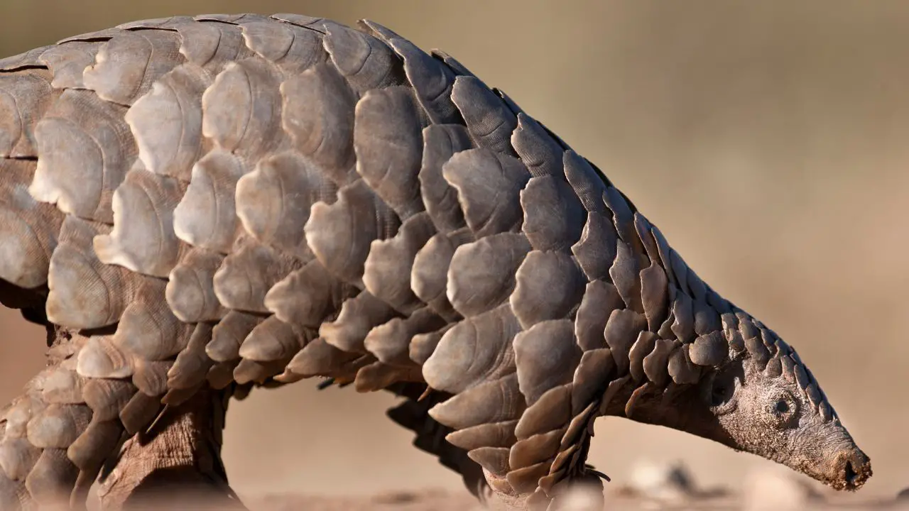 Pangolin scale