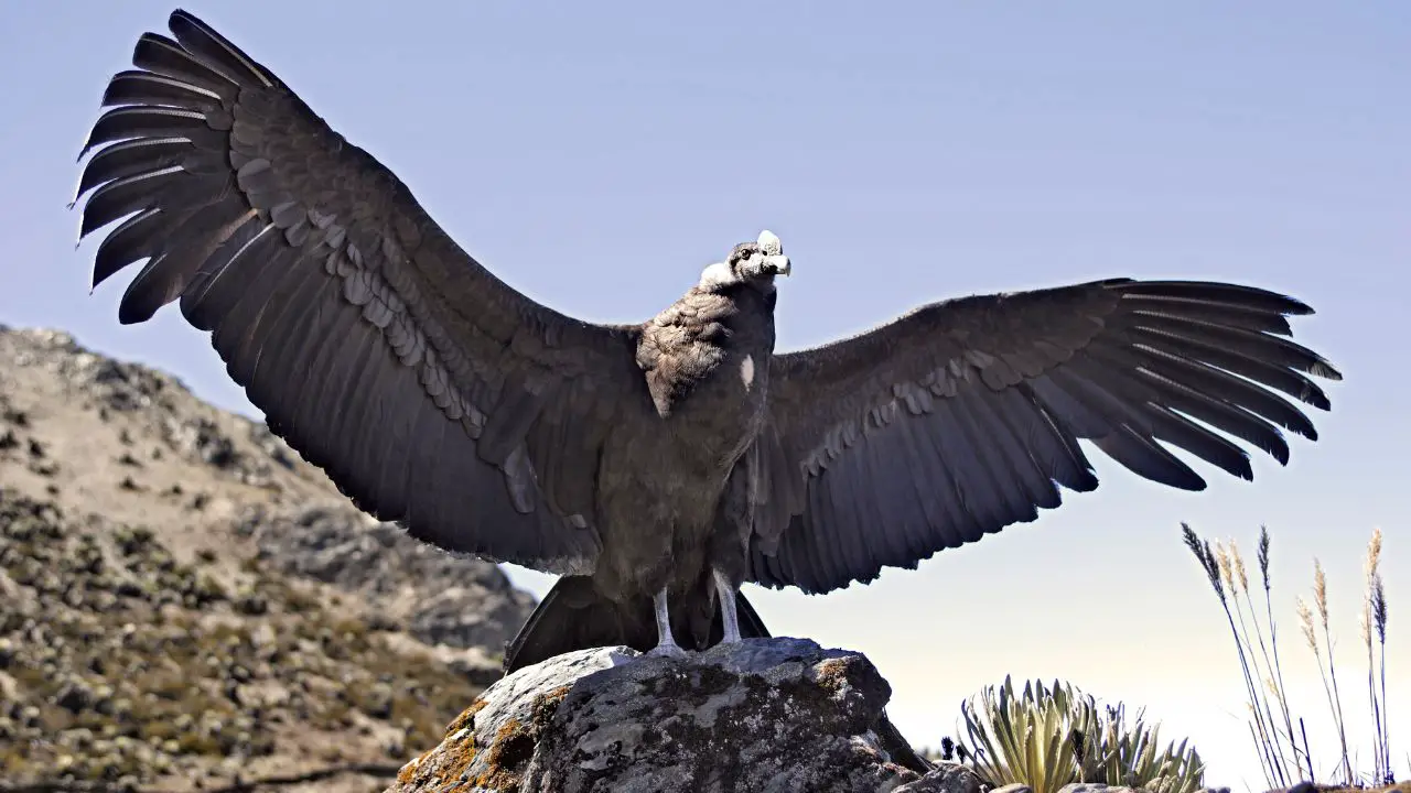 Andean Condor