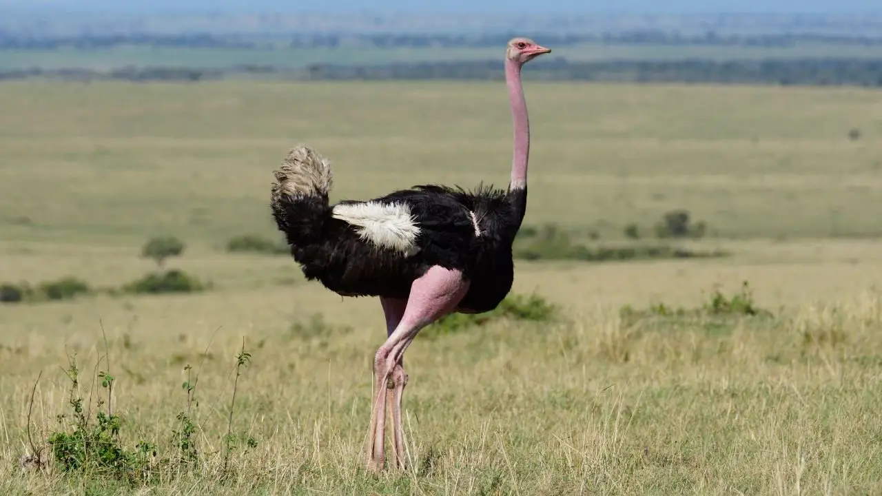 Common Ostrich