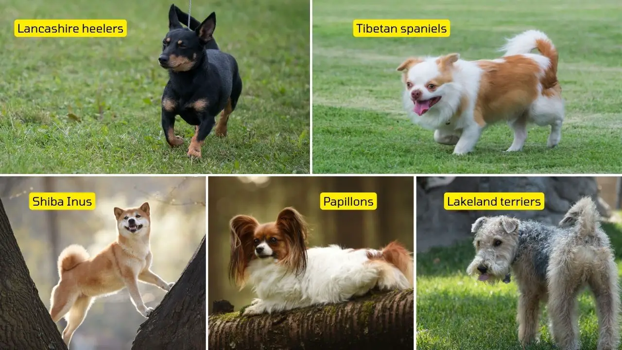 Dogs breeds