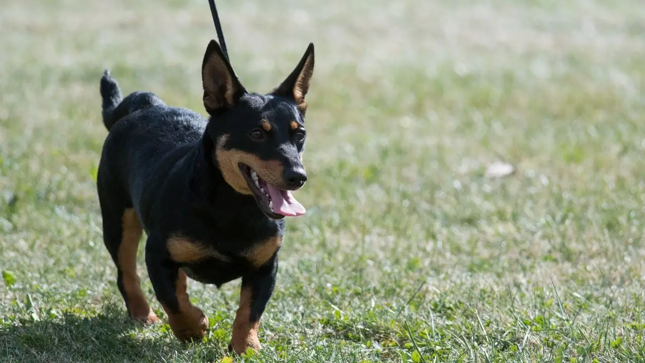 Lancashire Heelers