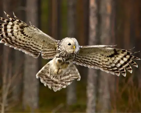 Owl Fly