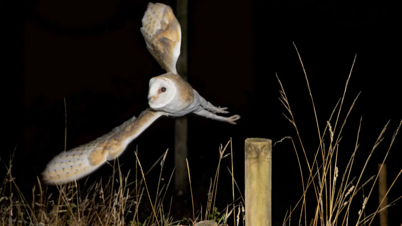 owl fly at night