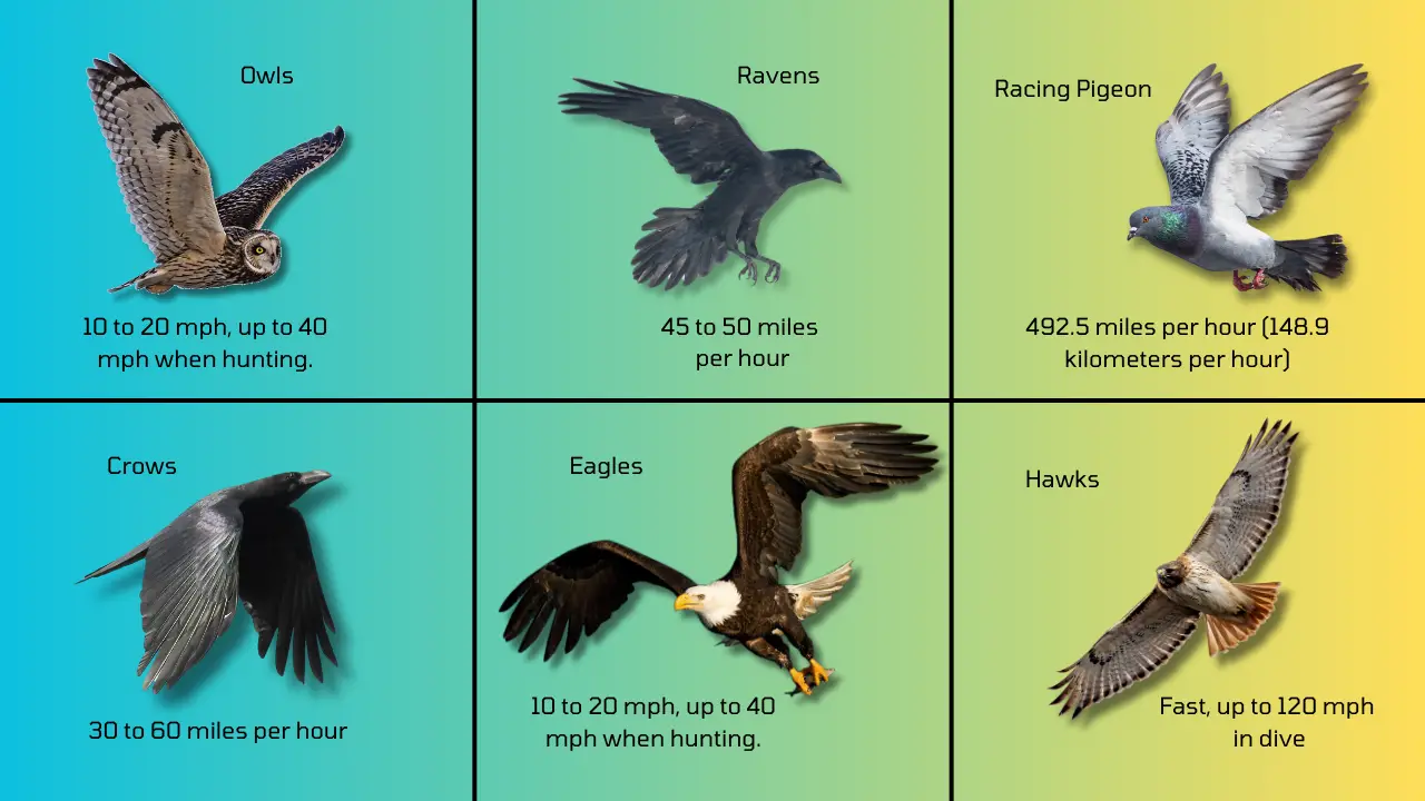 Owl Fly speed comparison