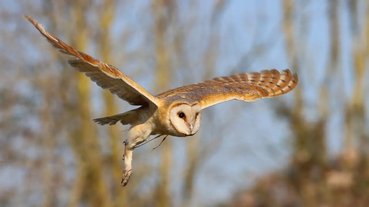 Owl Fly speed