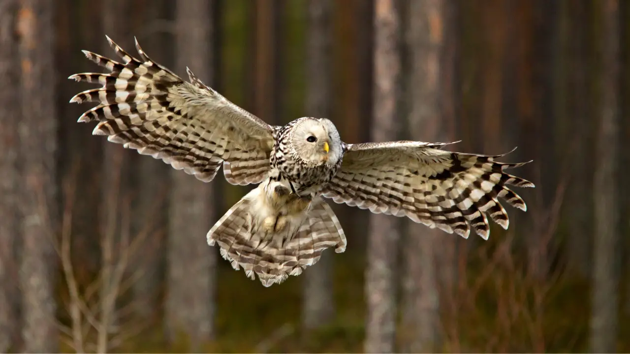 How Fast Does An Owl Fly? Your Ultimate Guide to Owl Speed