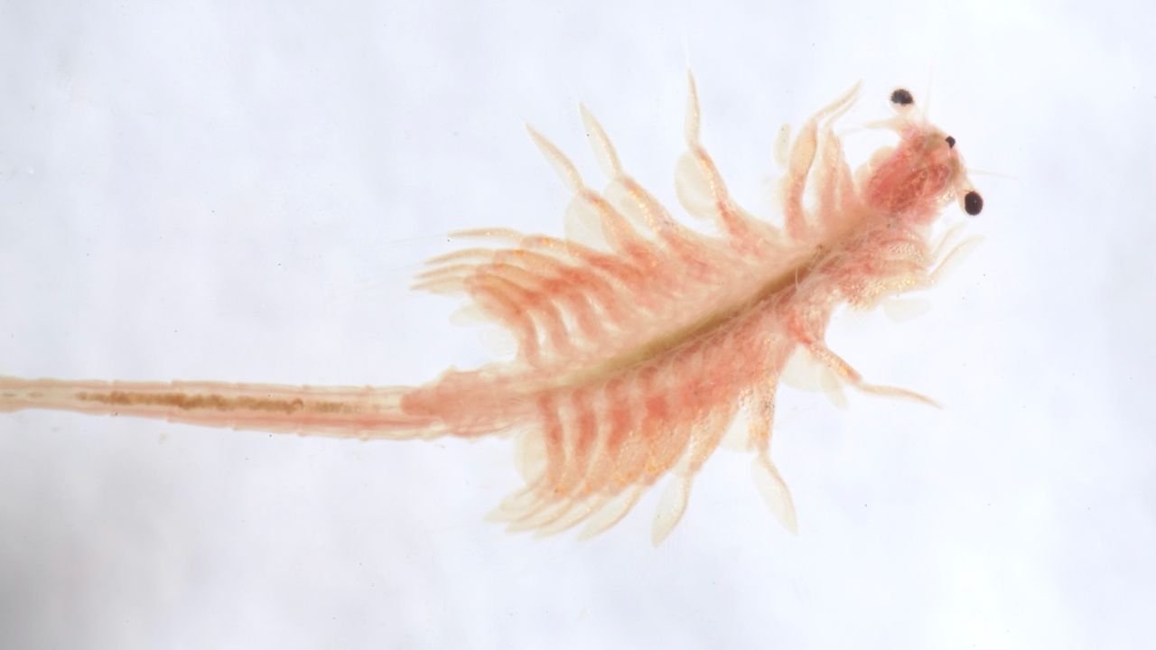 What Do Sea Monkeys Eat – Sea Monkeys Diet
