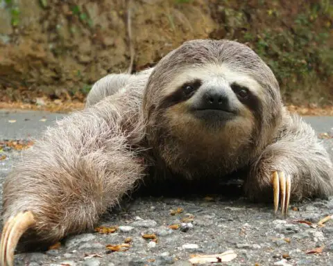 Sloth