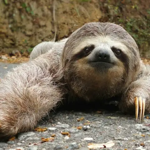 Sloth
