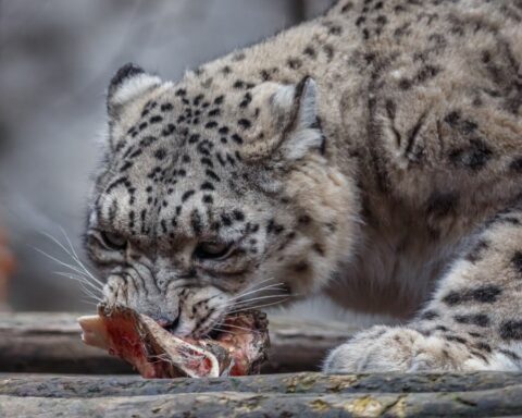 Snow Leopards