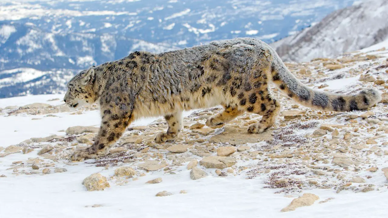 Snow Leopards in mountains