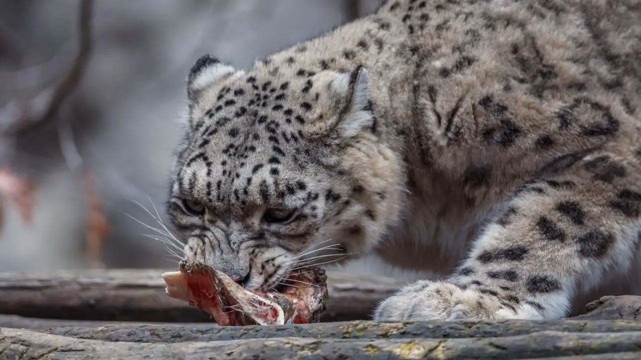 What Do Snow Leopards Eat? Discover Their Unique Diet and Hunting Strategies