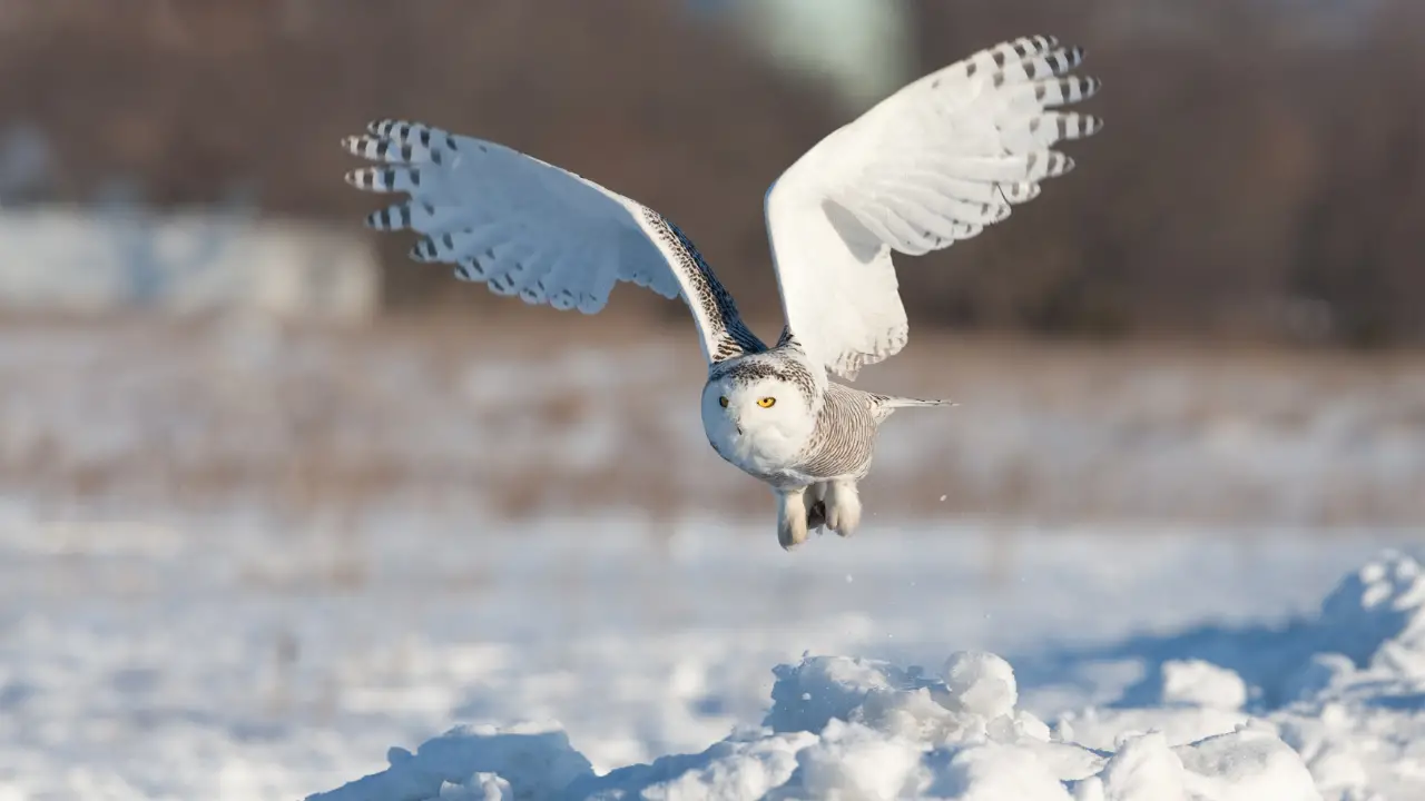 Snowy owl