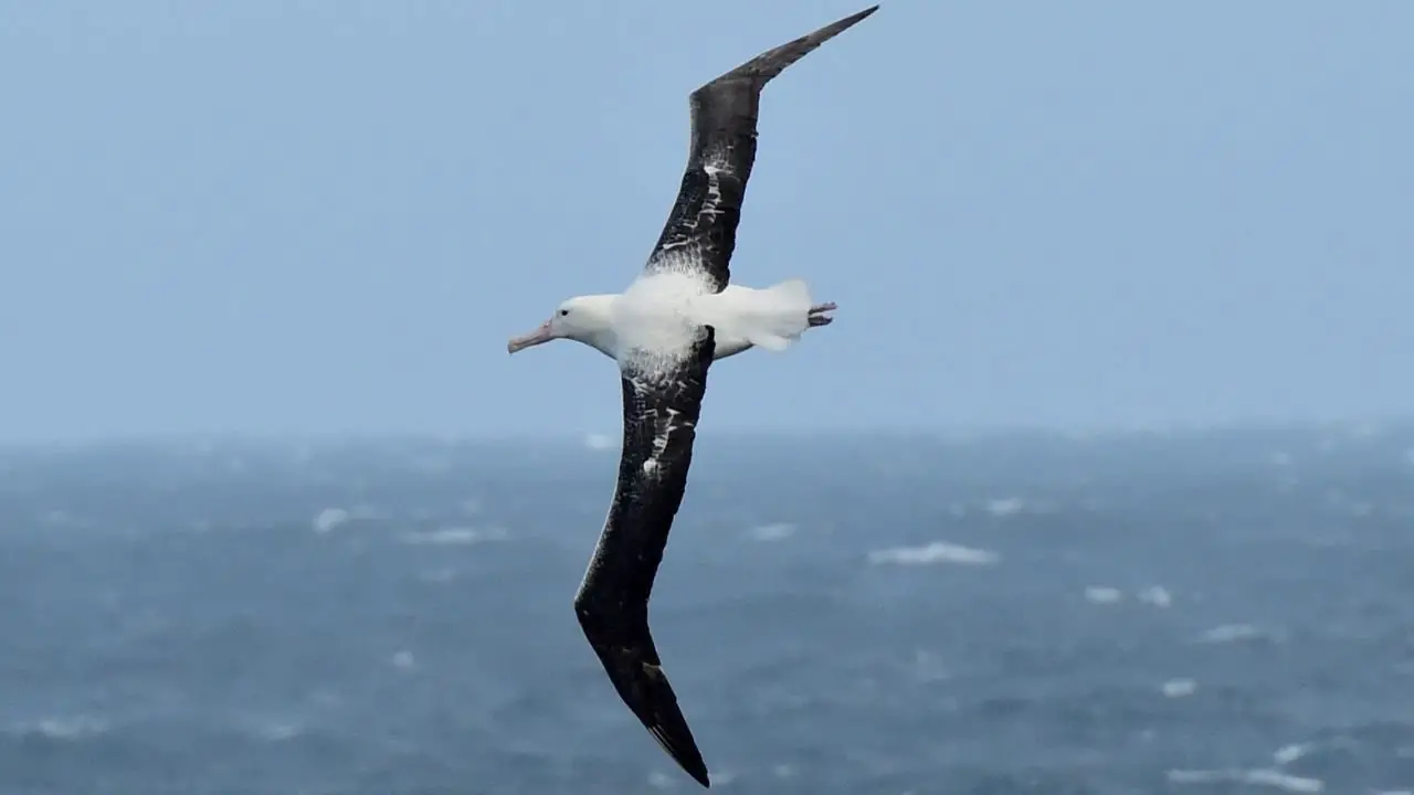 Wandering Albatross