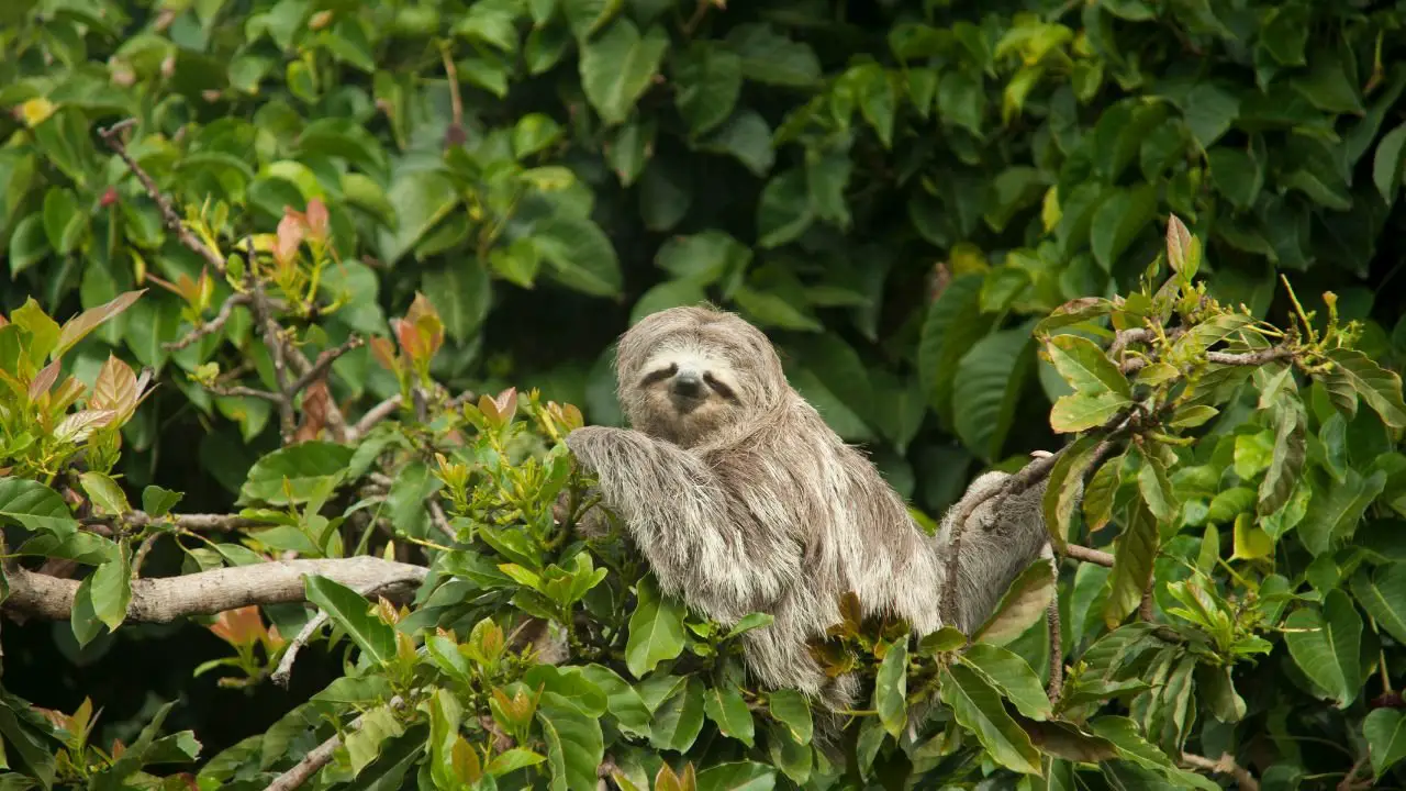 sloths slow