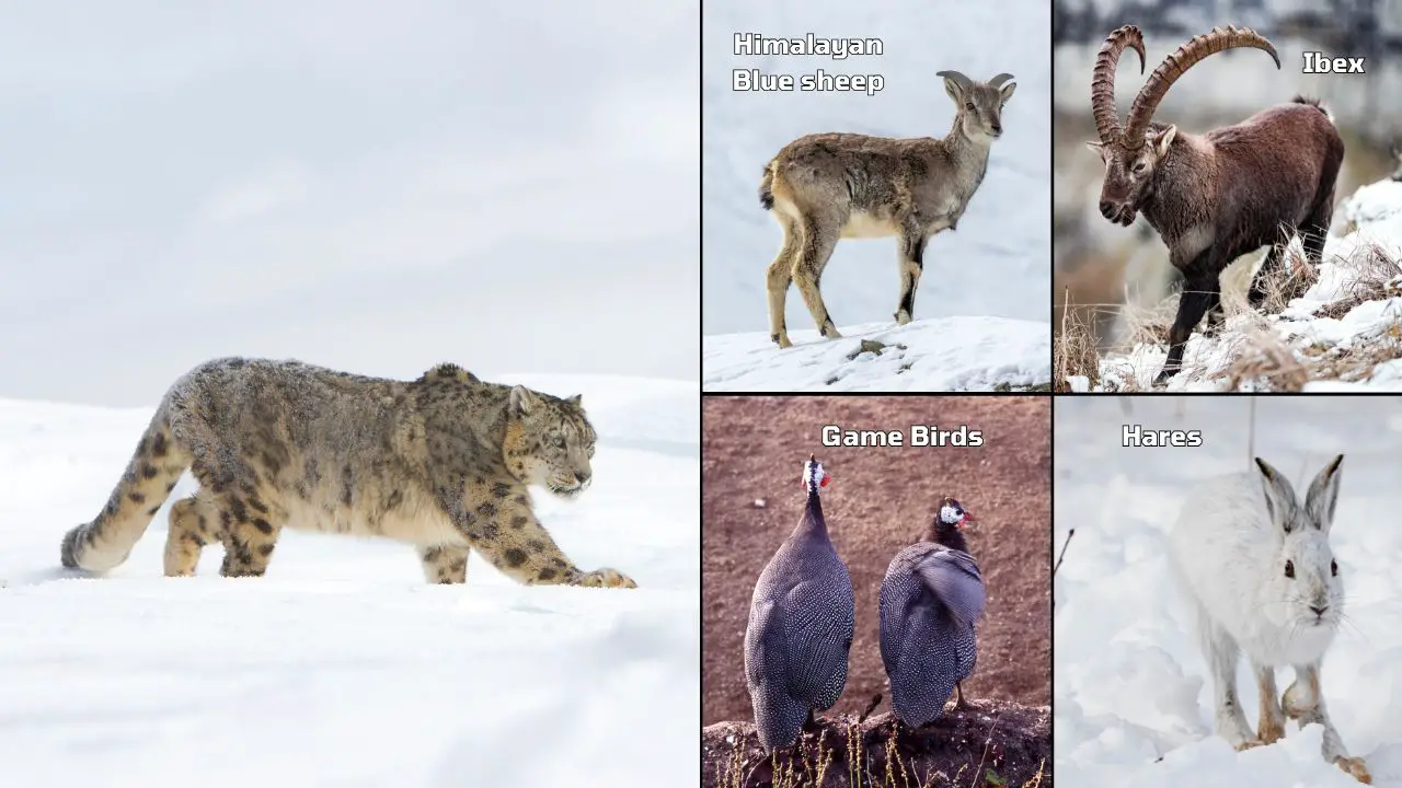 Snow Leopards diet