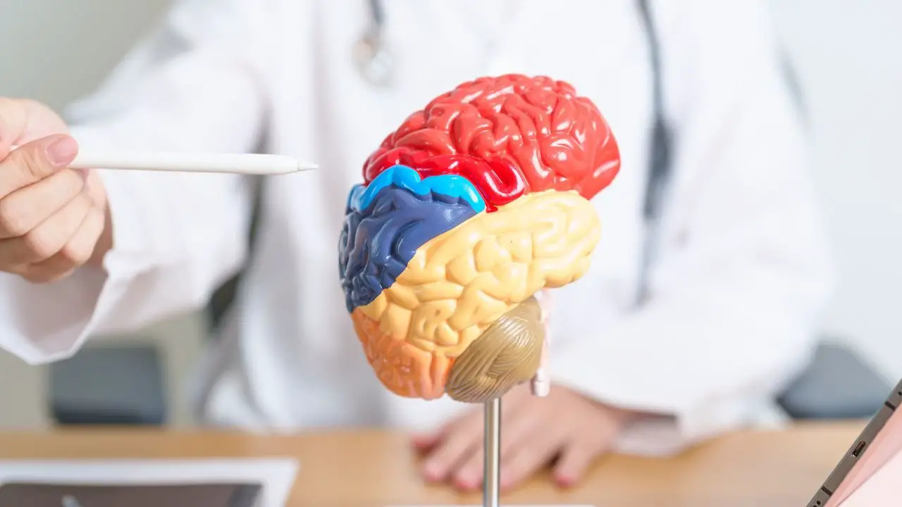 The Amazing Human Brain: How It Works and How It Heals