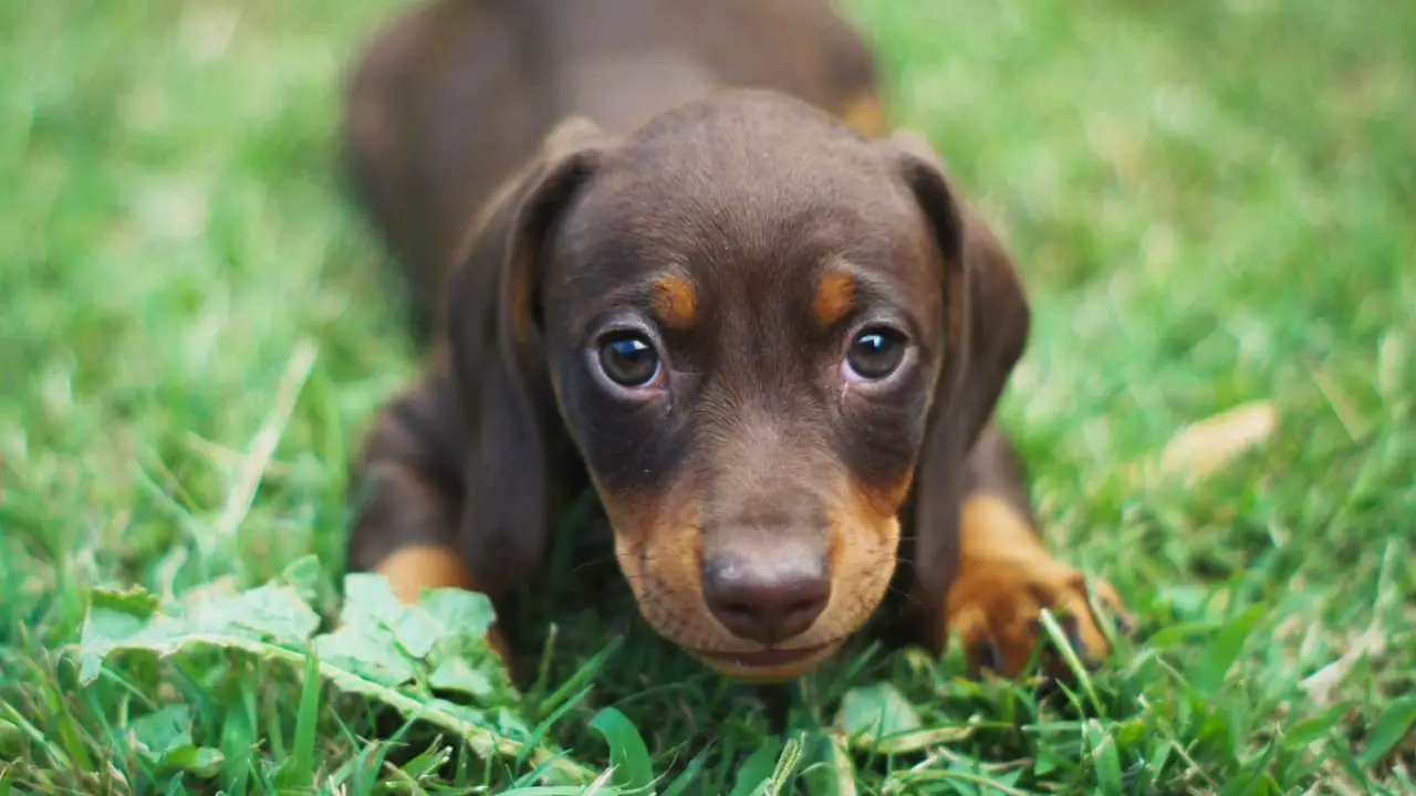 Understanding Puppy Behavior: What Normal Play Looks Like