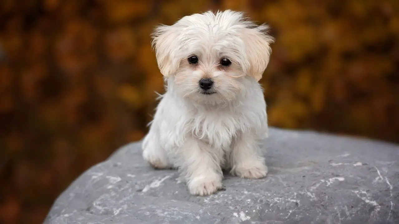 Essential Puppy Proofing Tips for a Safe and Happy Home