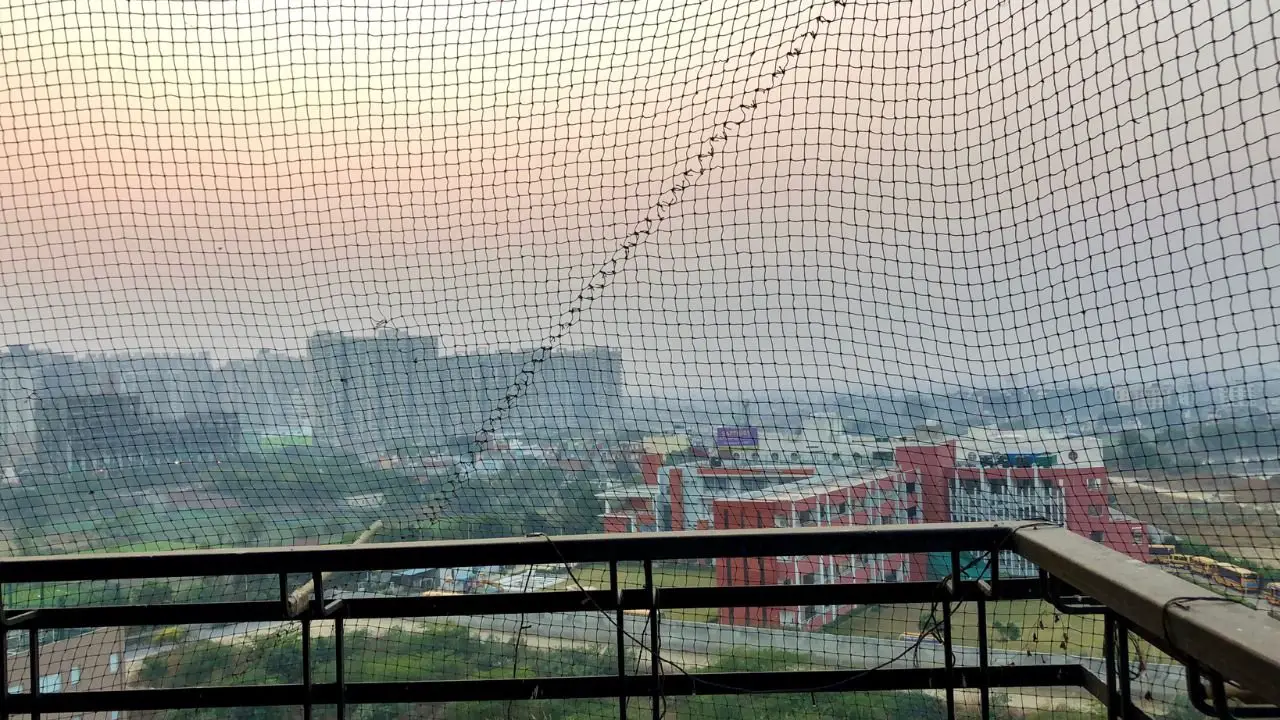 Does Anti-Bird Netting Work on Seagulls, Pigeons, and Other Urban Birds?
