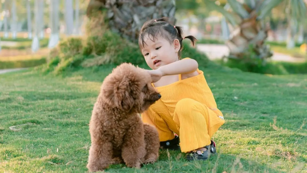 Creating a Dog-Friendly Garden