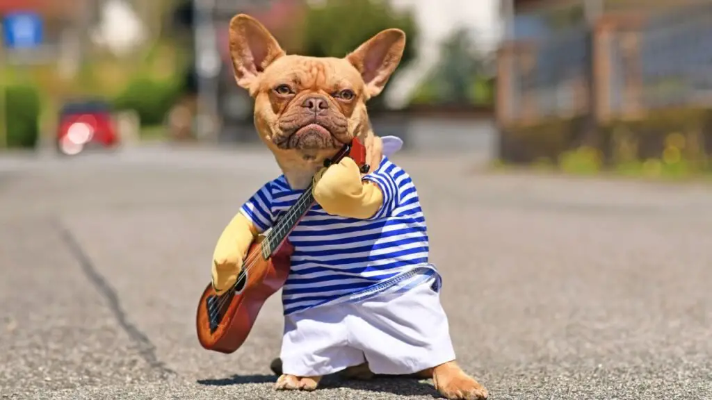 Dog Clothes 