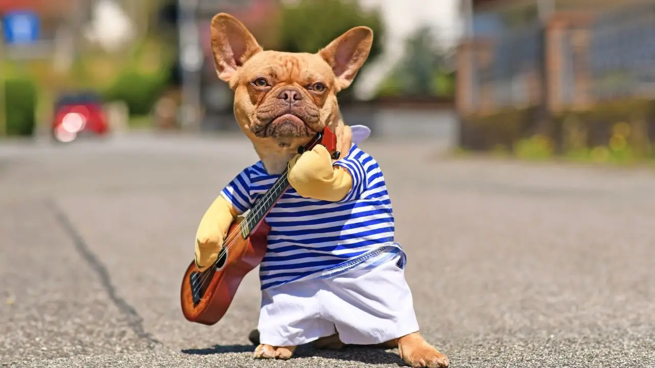 Why Cool Dog Clothes Are More Than Just a Trend