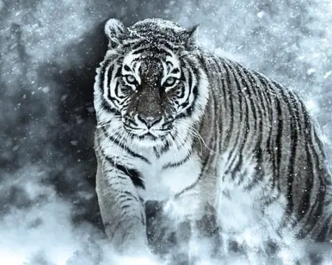 10 Fascinating Facts About Tigers