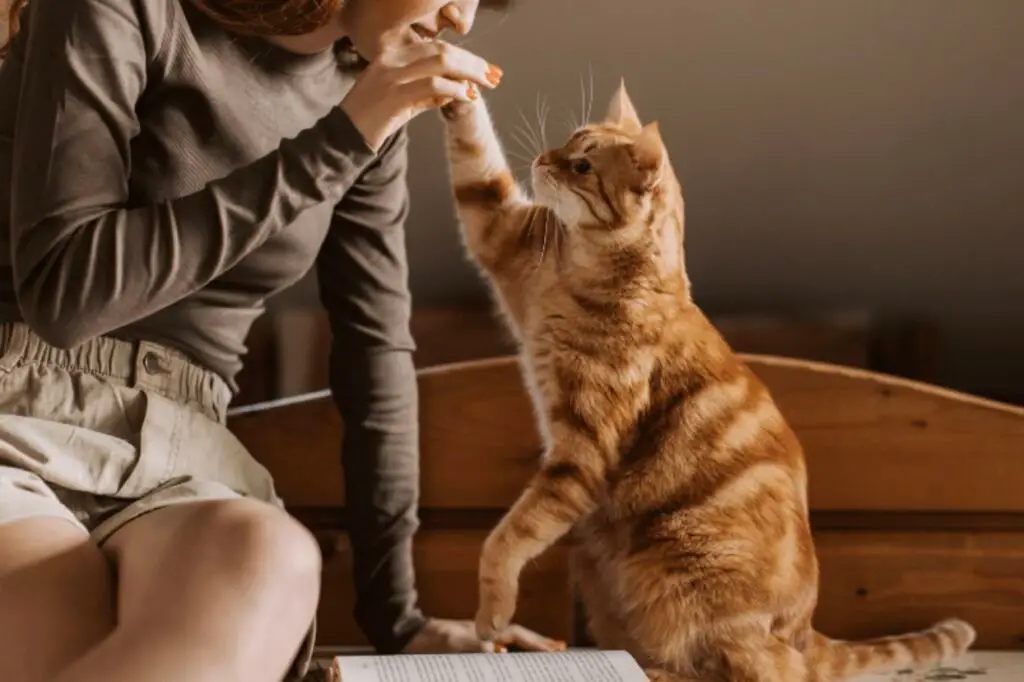 cat with a girl