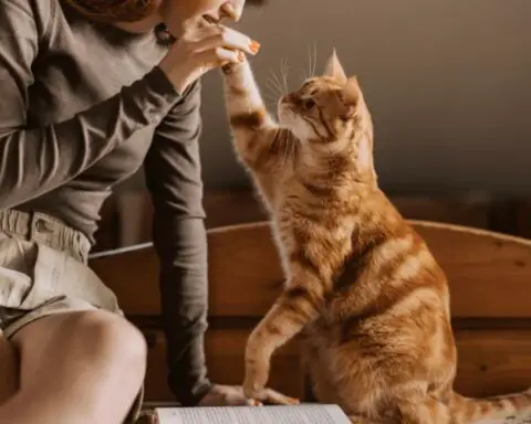 cat with a girl