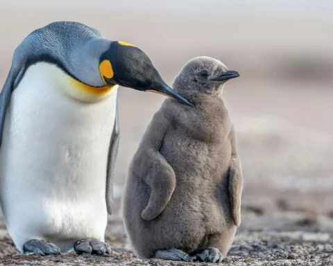 emperor penguin fun facts