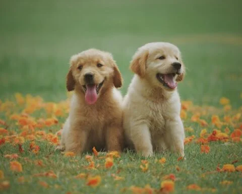 labrador retriever puppies