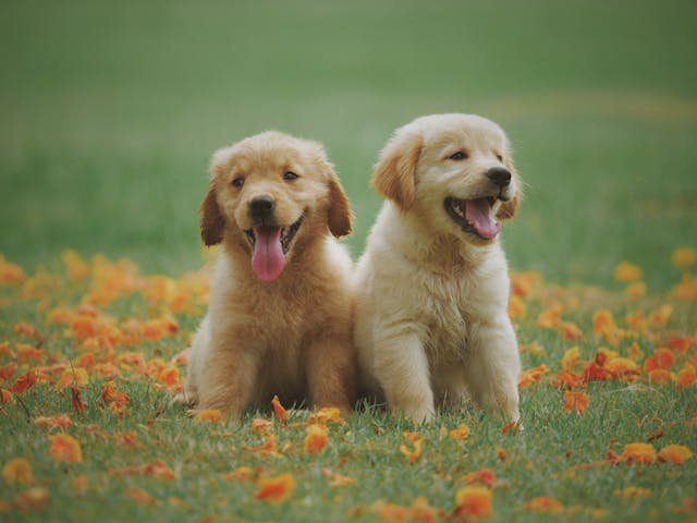 labrador retriever puppies