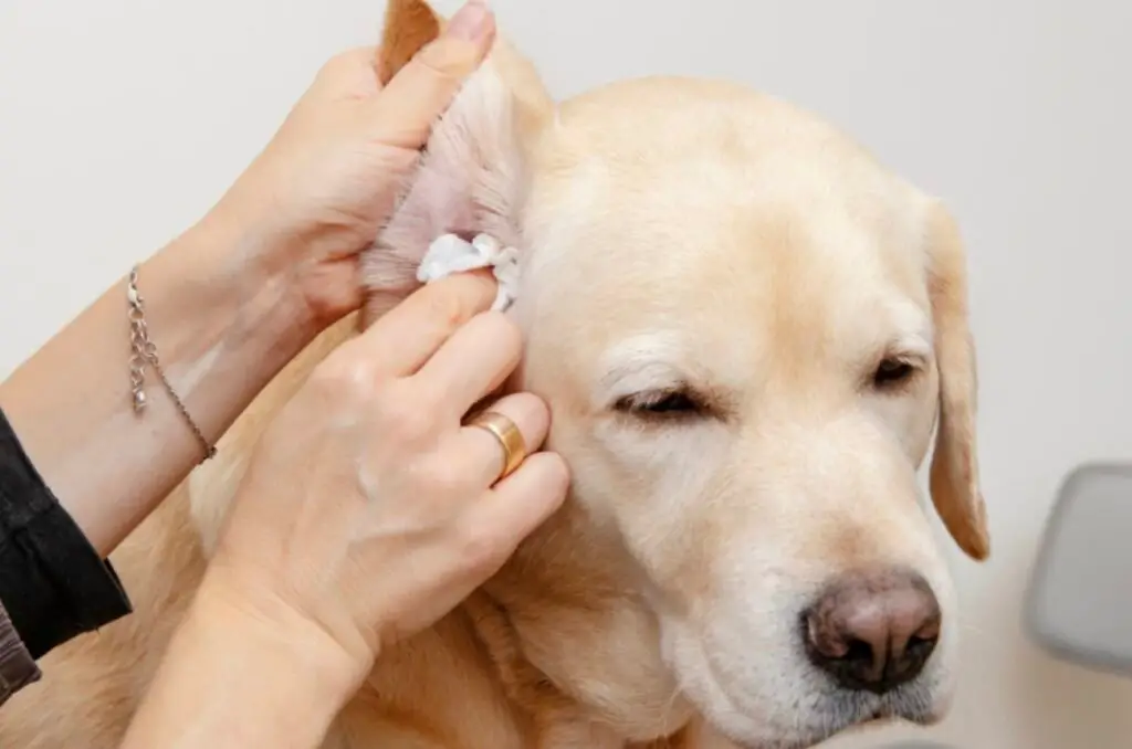 Food Allergies in Pets