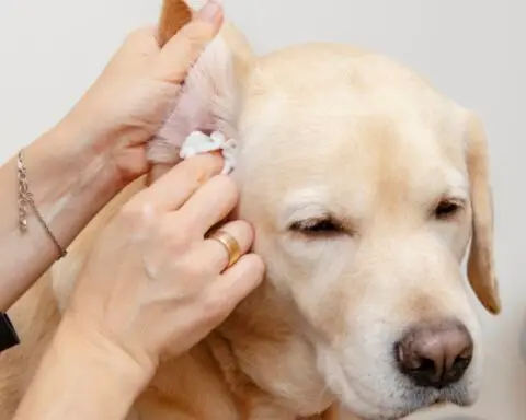 Food Allergies in Pets