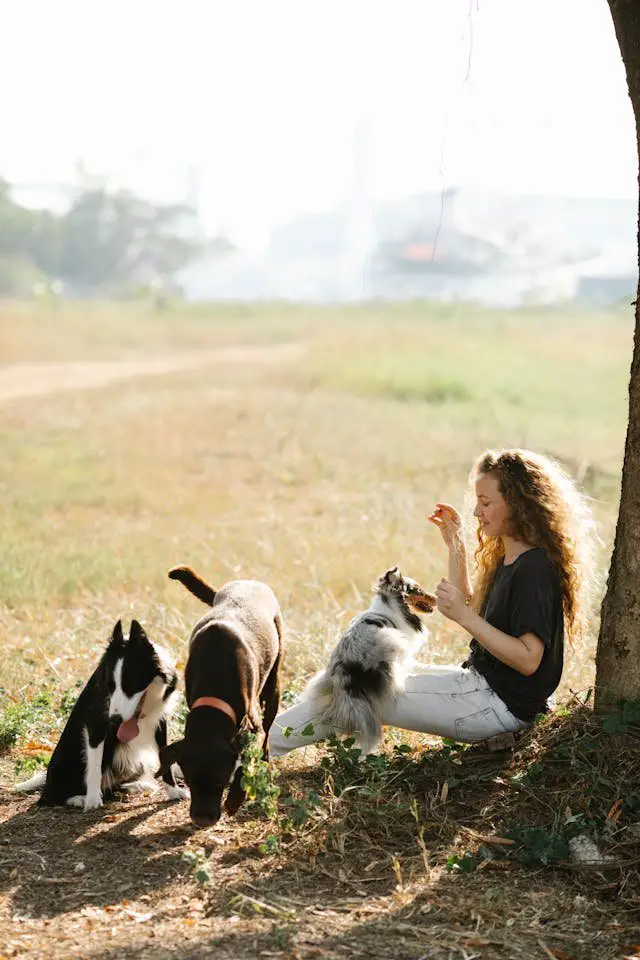 pets