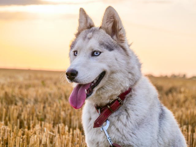 siberian husky